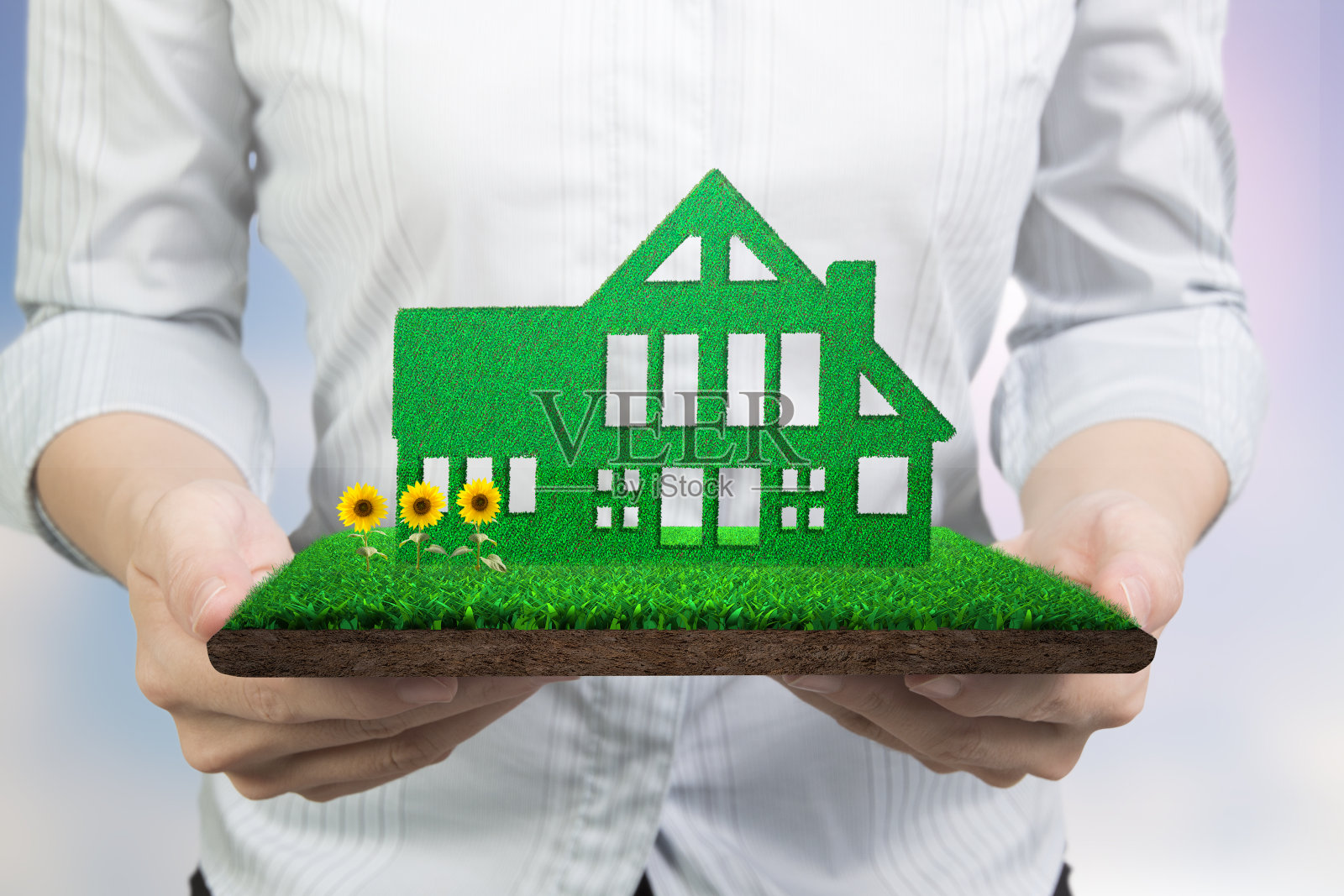 手捧绿屋，草地上有泥向日葵照片摄影图片