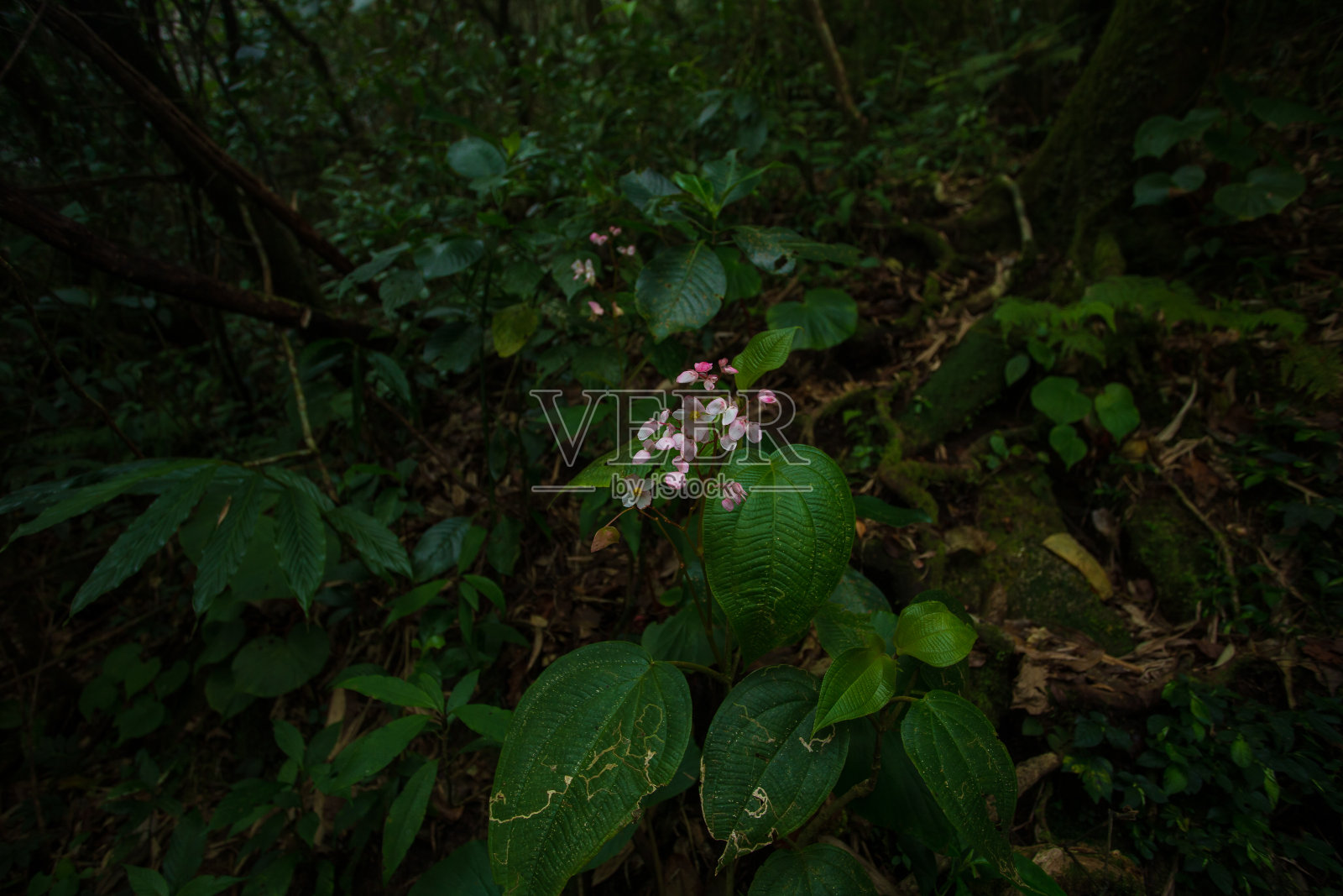 泰国潮湿土壤中的稀有木材品种照片摄影图片