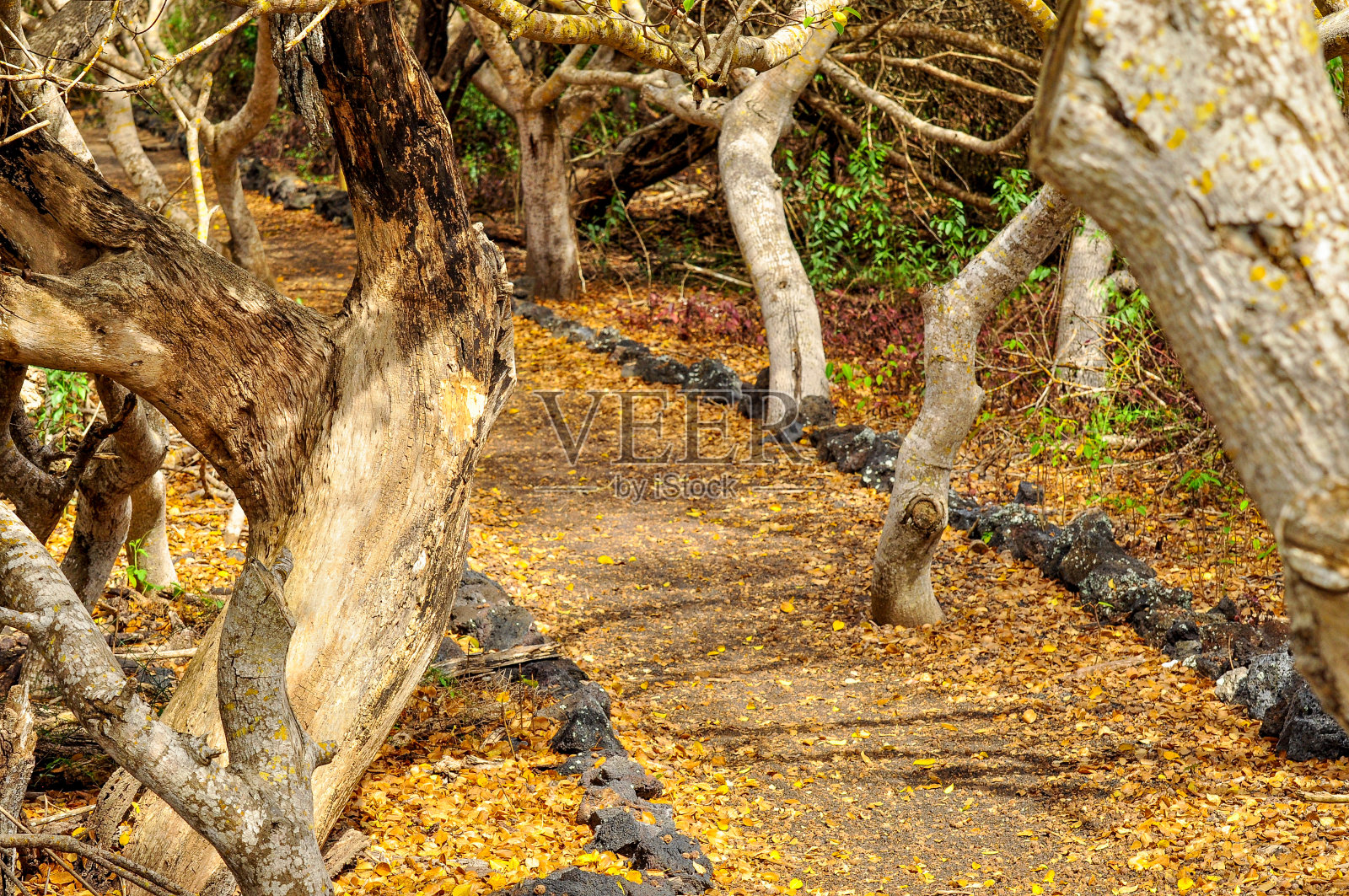 厄瓜多尔加拉帕戈斯群岛伊莎贝拉岛上的一条穿过树林的小路照片摄影图片