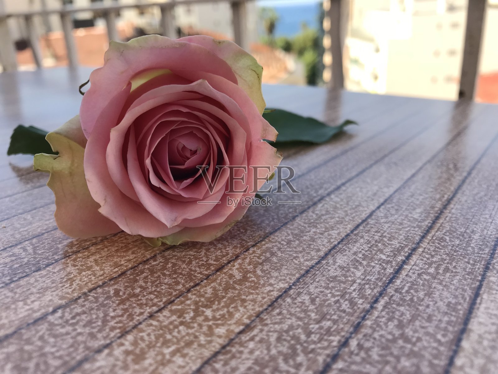 餐桌上的玫瑰和情人节照片摄影图片