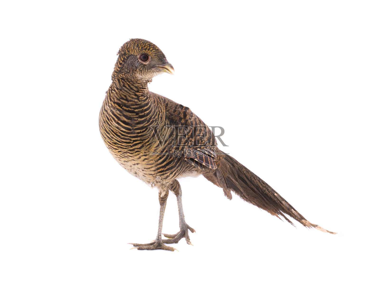 雌雉的金是孤立在白色上的照片摄影图片