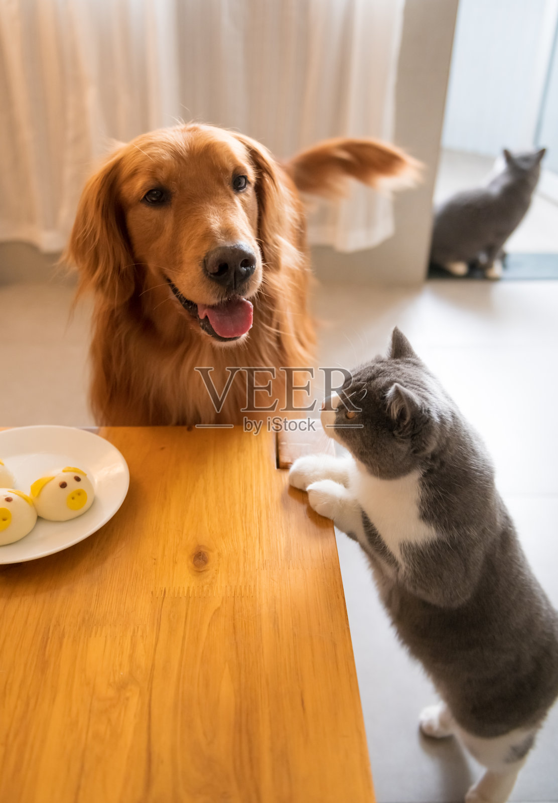 金毛猎犬和猫看着桌上的食物照片摄影图片