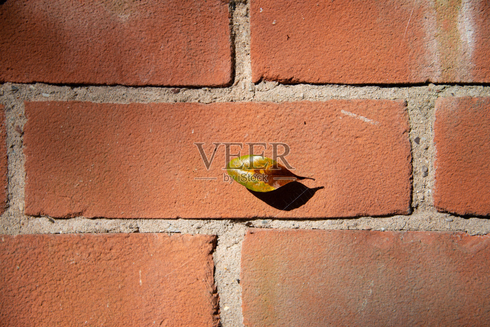 抽象的秋天形象的单叶与砖墙照片摄影图片