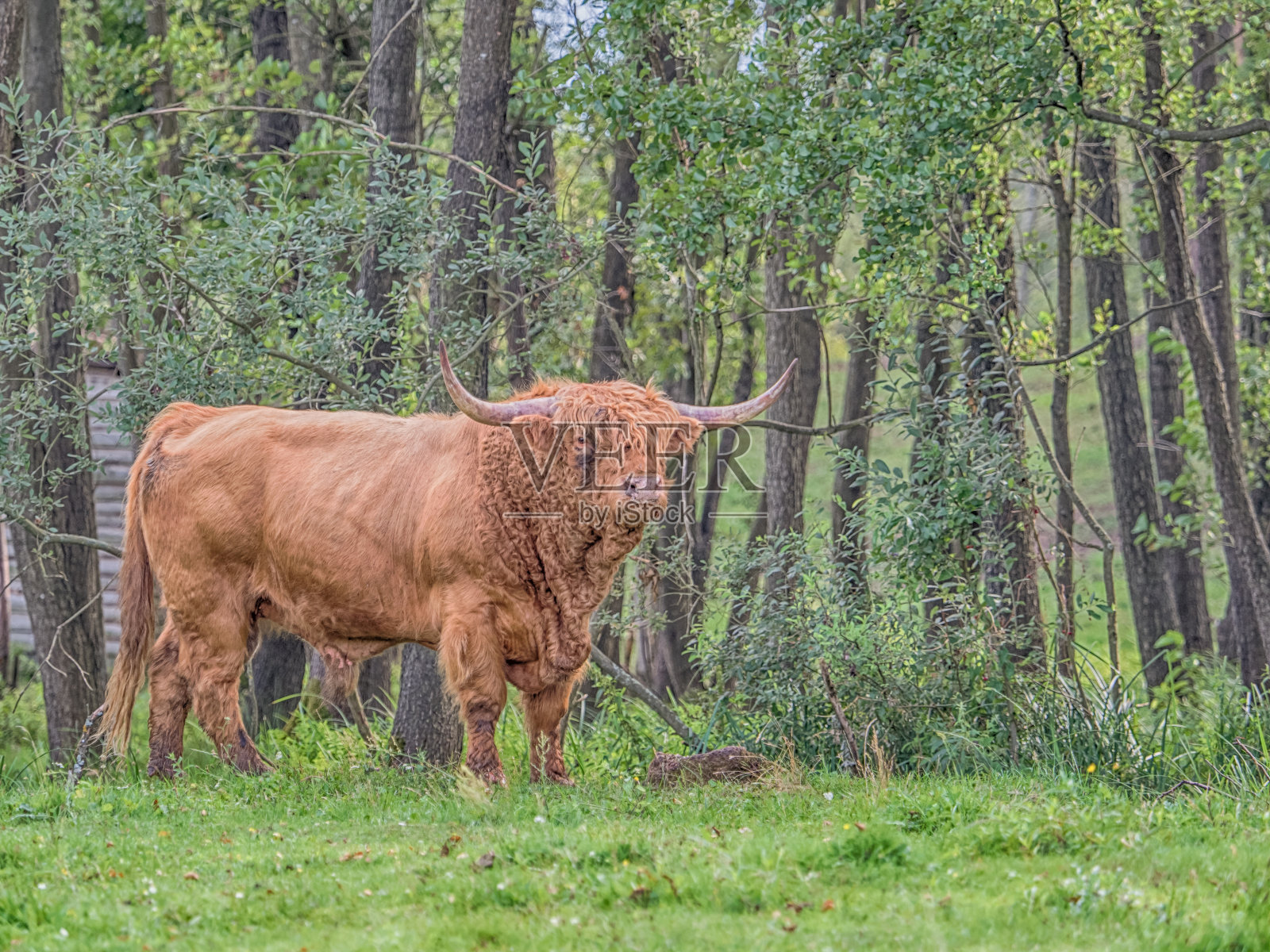高地牛照片摄影图片