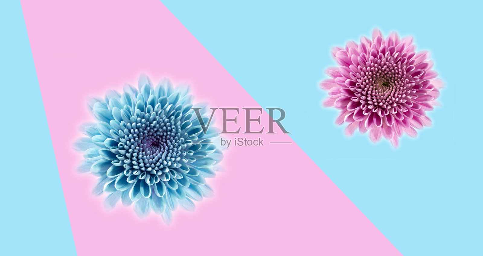 花孤立在波普艺术背景上。时尚的简约风格和颜色与复制空间照片摄影图片