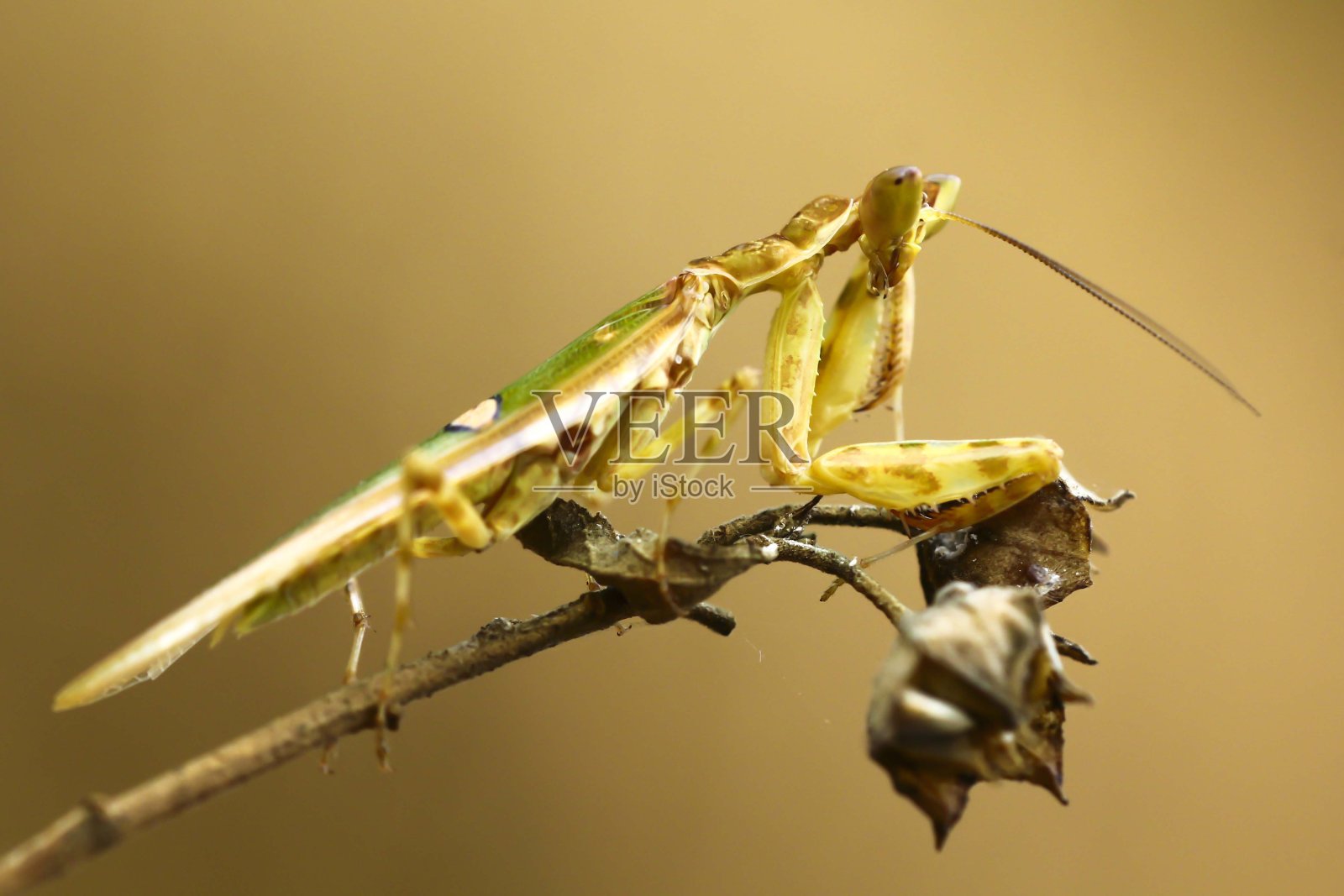 螳螂的美丽照片摄影图片