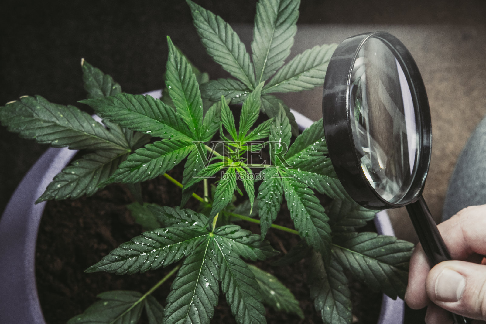 人用放大镜看药用大麻植物。室内种植大麻植物。照片摄影图片