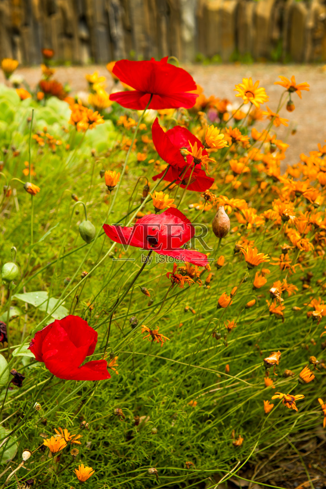 在阳光下的花草地上，罂粟花开着鲜艳的红色花朵照片摄影图片