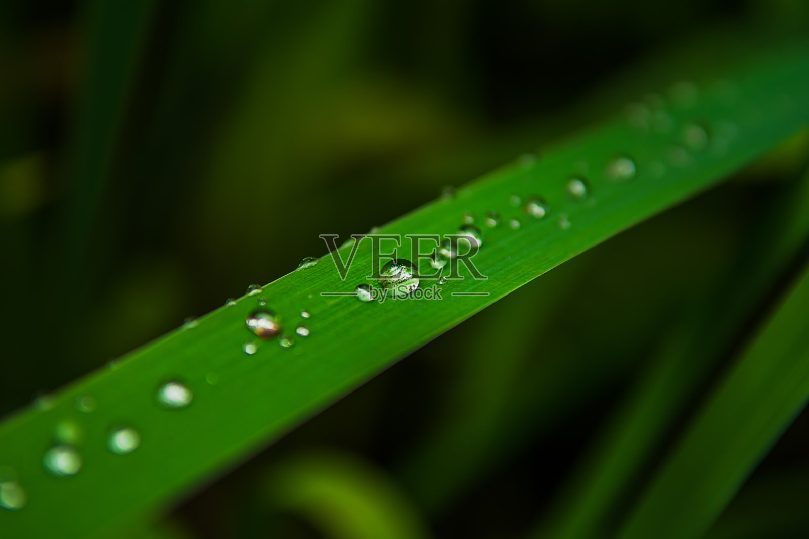 在绿色草叶表面的纯净水雨滴照片摄影图片