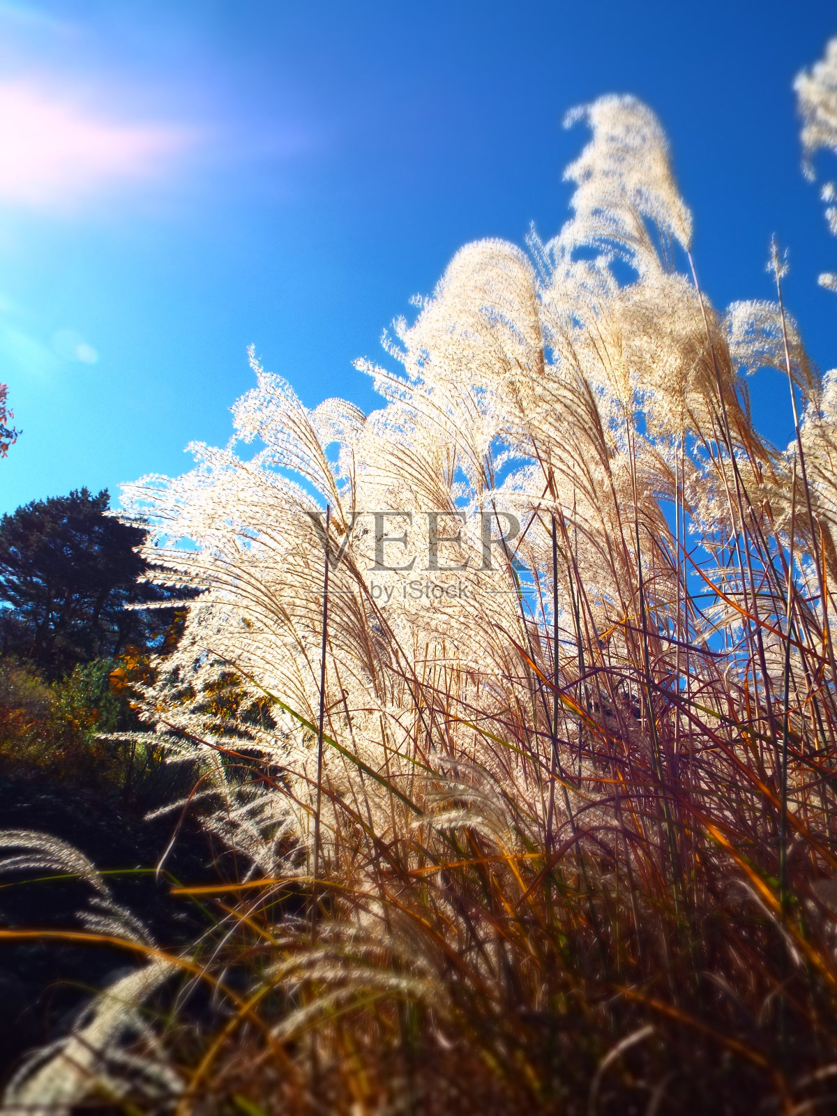 高大的潘帕斯观赏草在明亮阳光下的选择焦点效应照片摄影图片