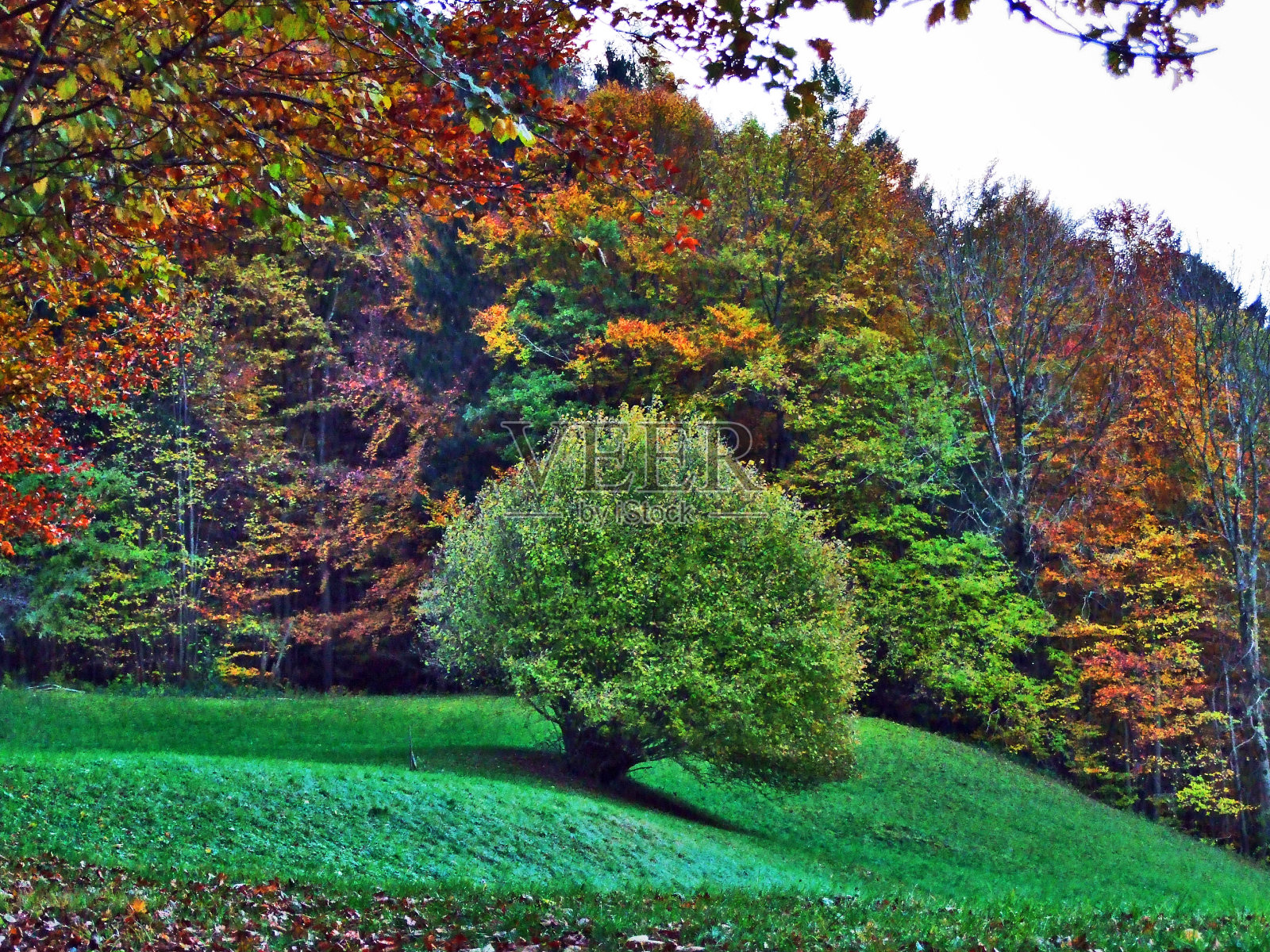 赛兹河谷或赛兹塔尔河谷的落叶林里的秋天照片摄影图片