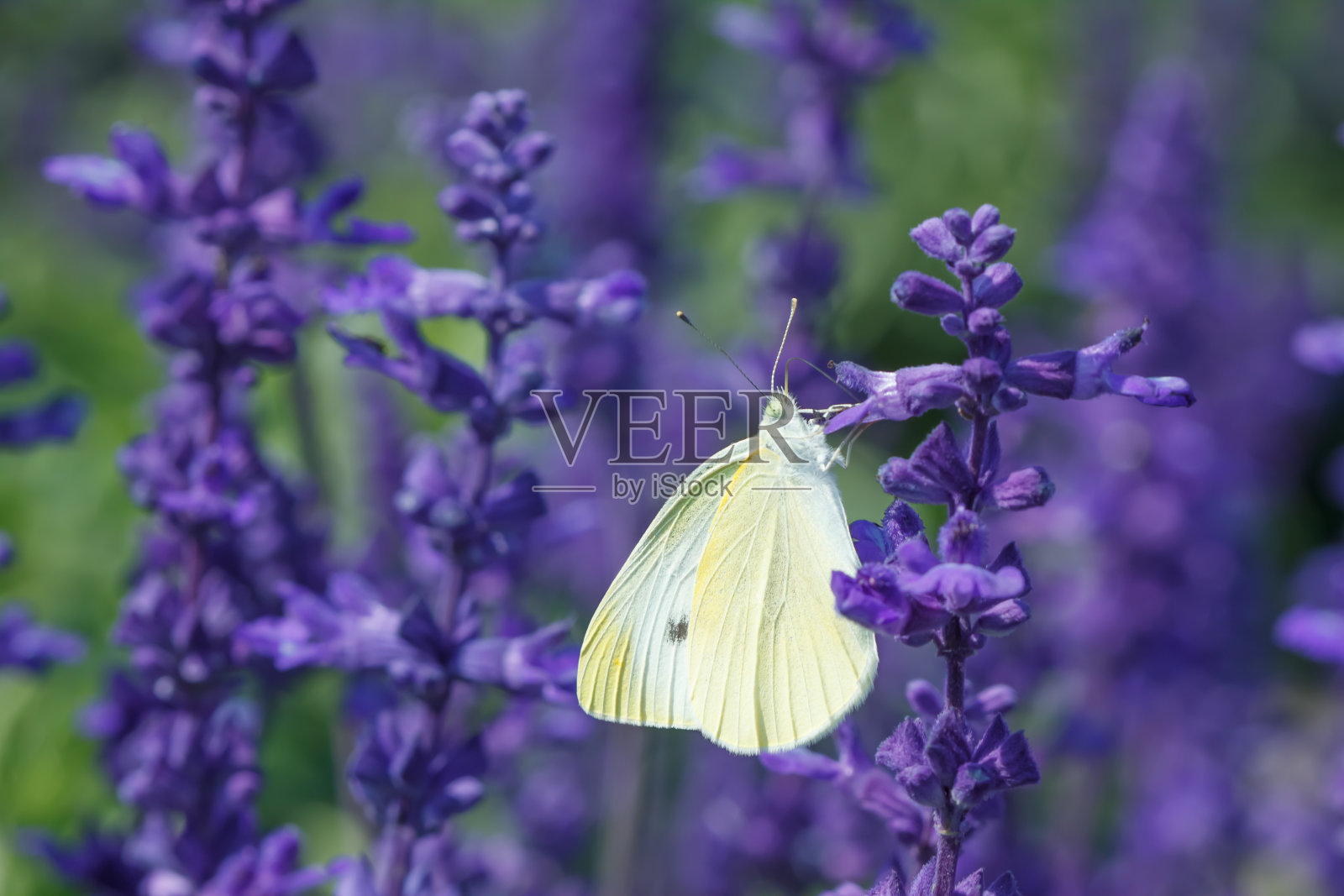 鼠尾草花照片摄影图片