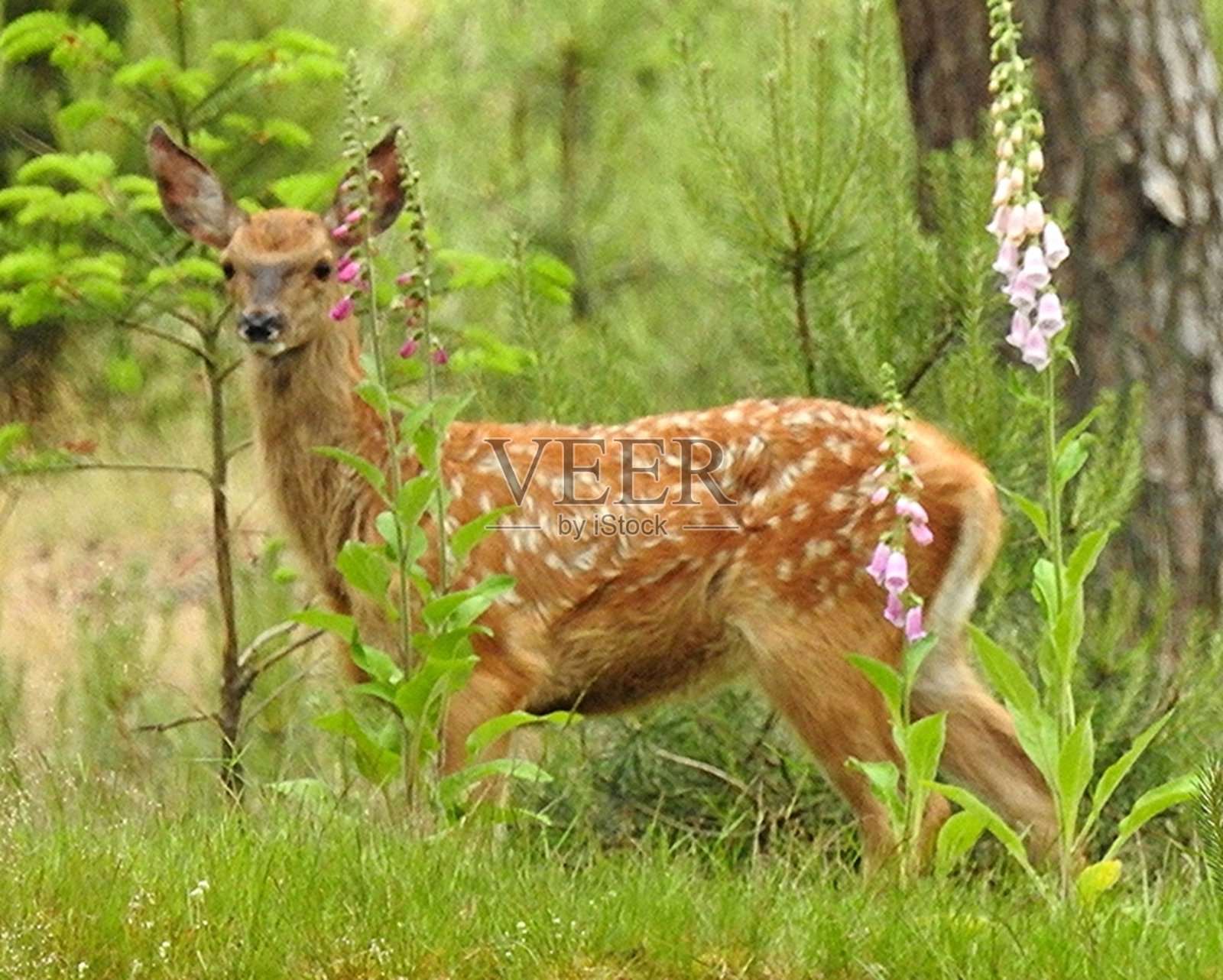 马鹿照片摄影图片
