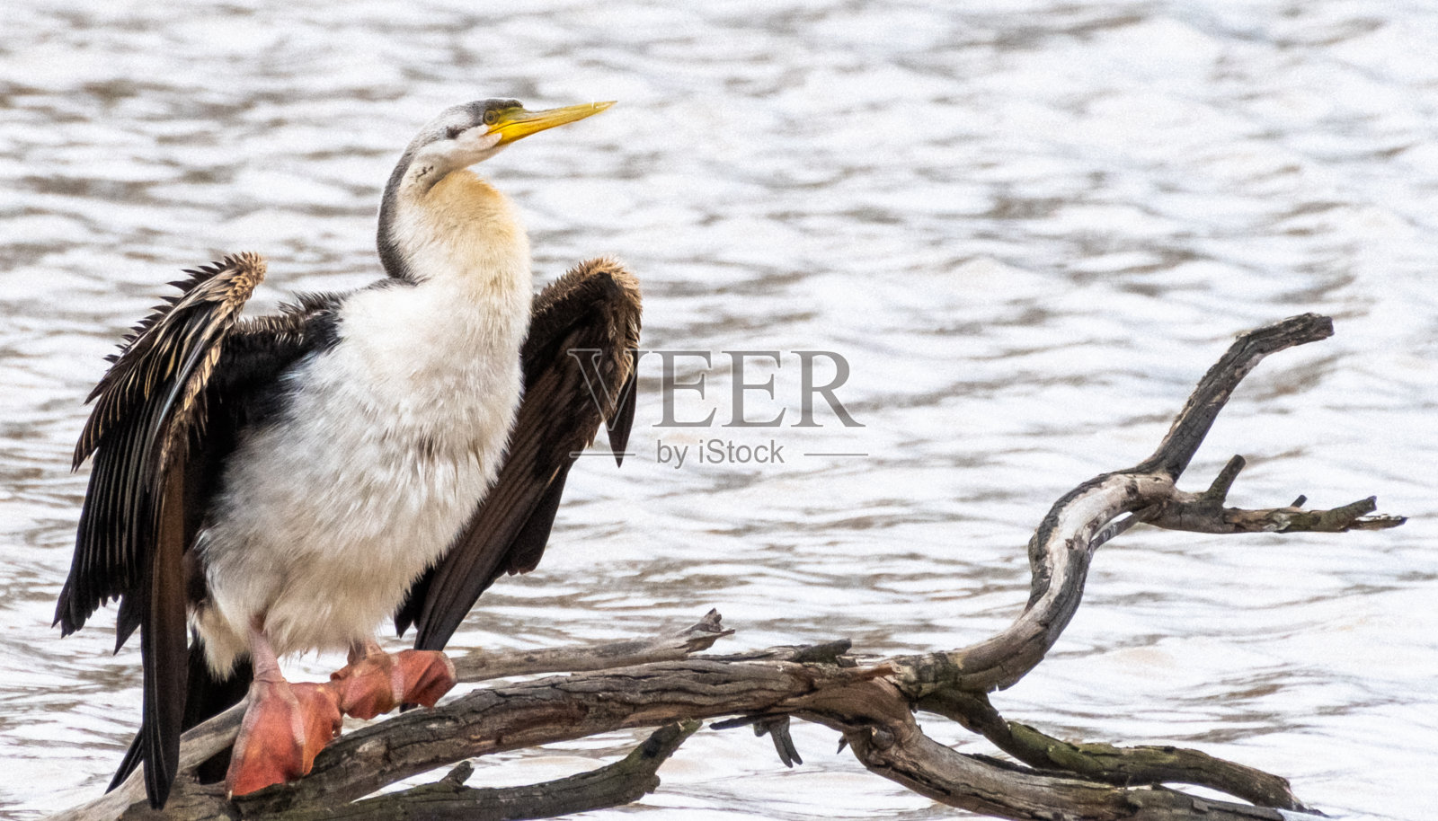蓬松照片摄影图片