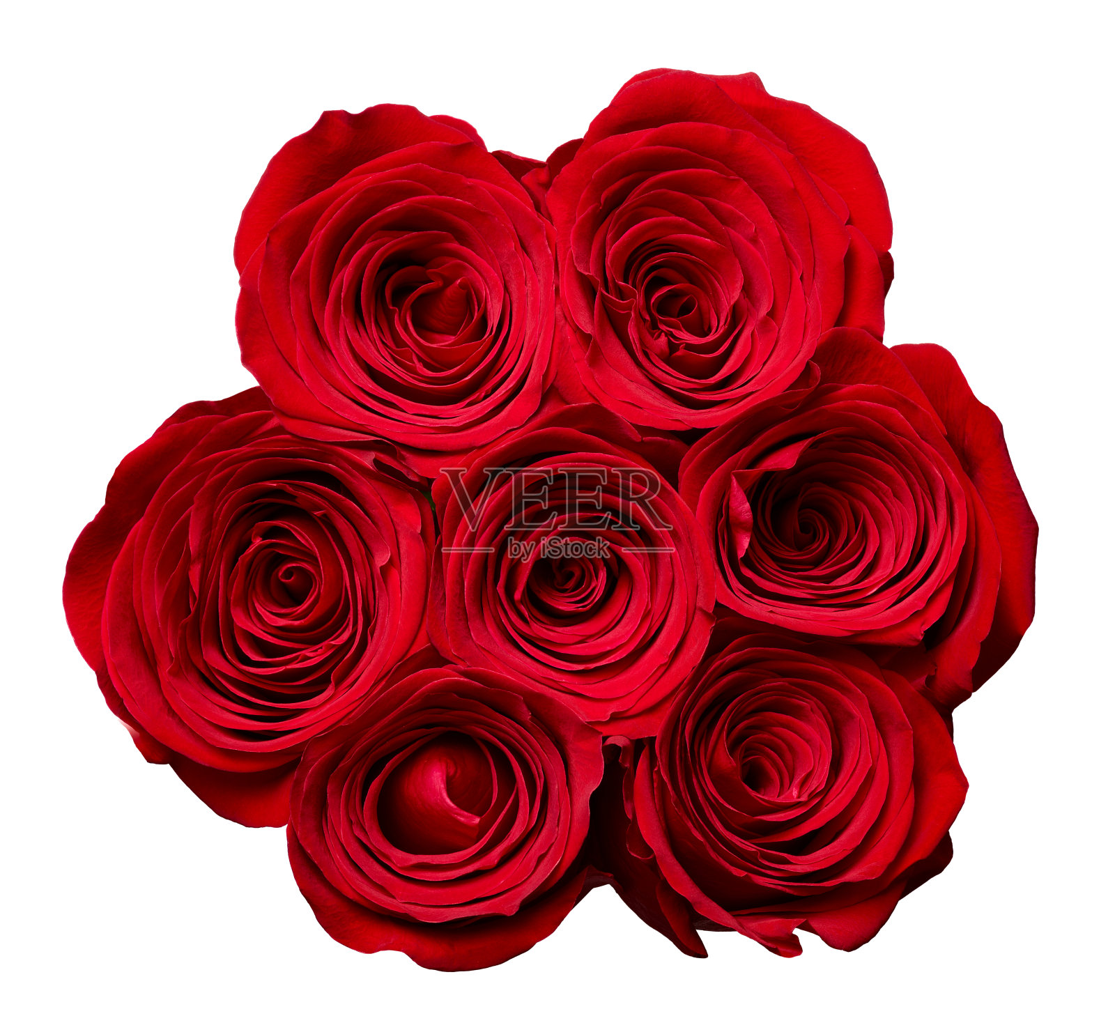 花玫瑰花瓣盛开红色自然美丽的背景照片摄影图片