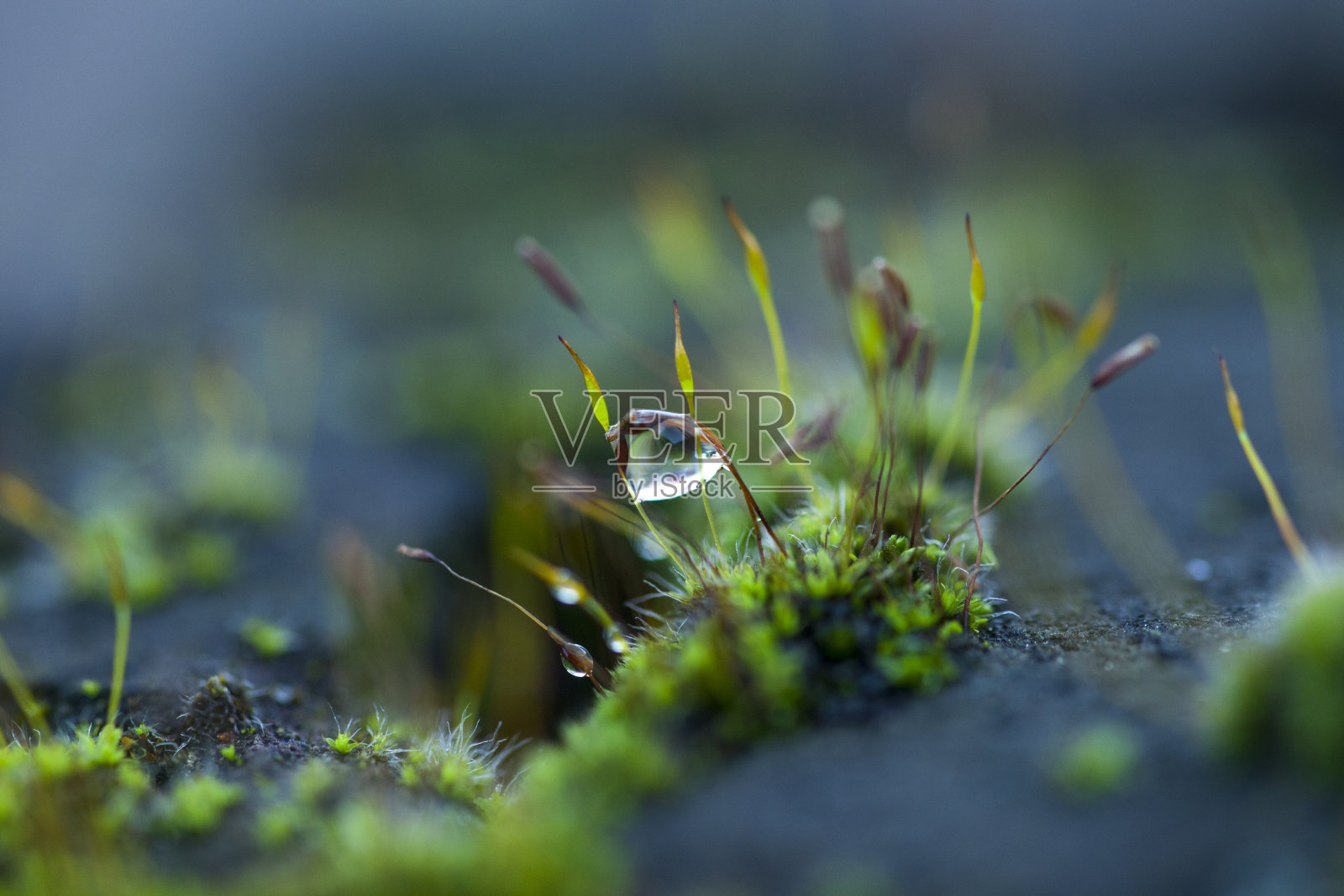 雨滴照片摄影图片