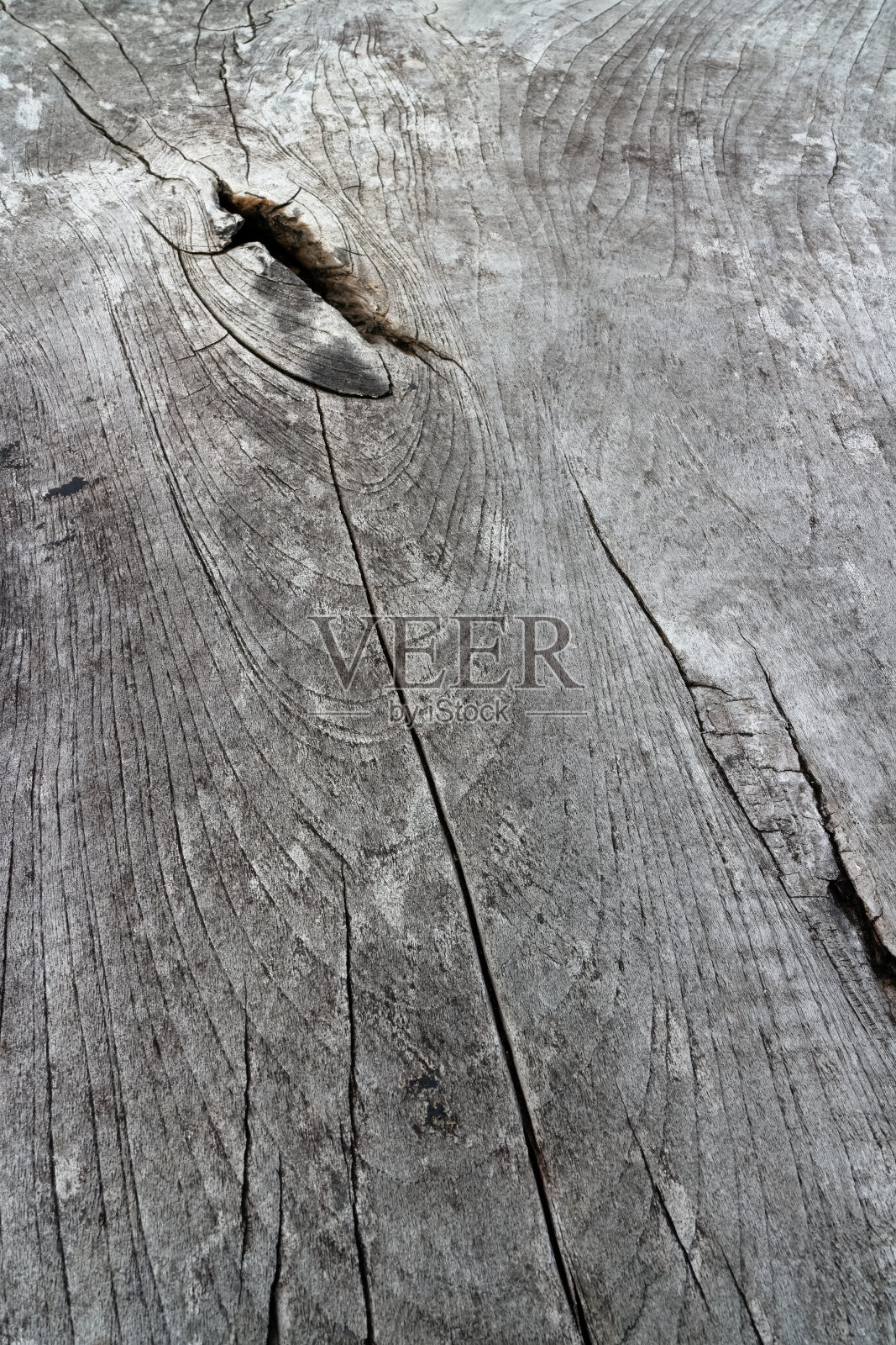 年轮照片摄影图片