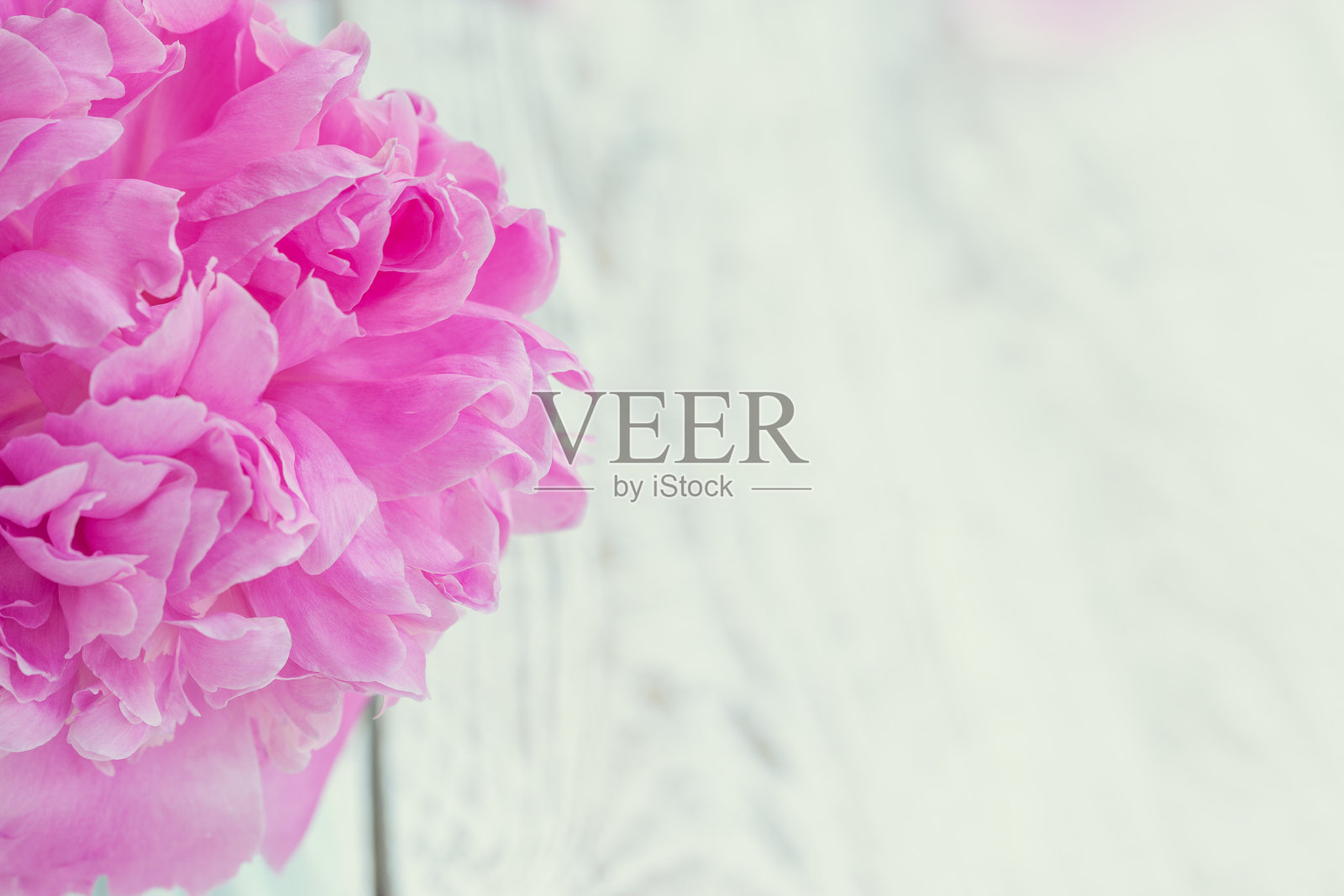 美丽的淡粉色牡丹花束在白色花瓶在白色的背景。照片摄影图片