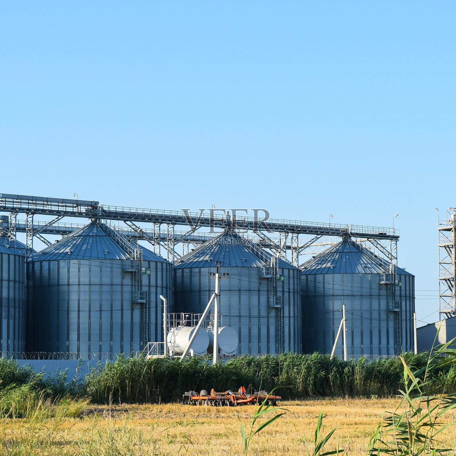 水稻生长照片摄影图片