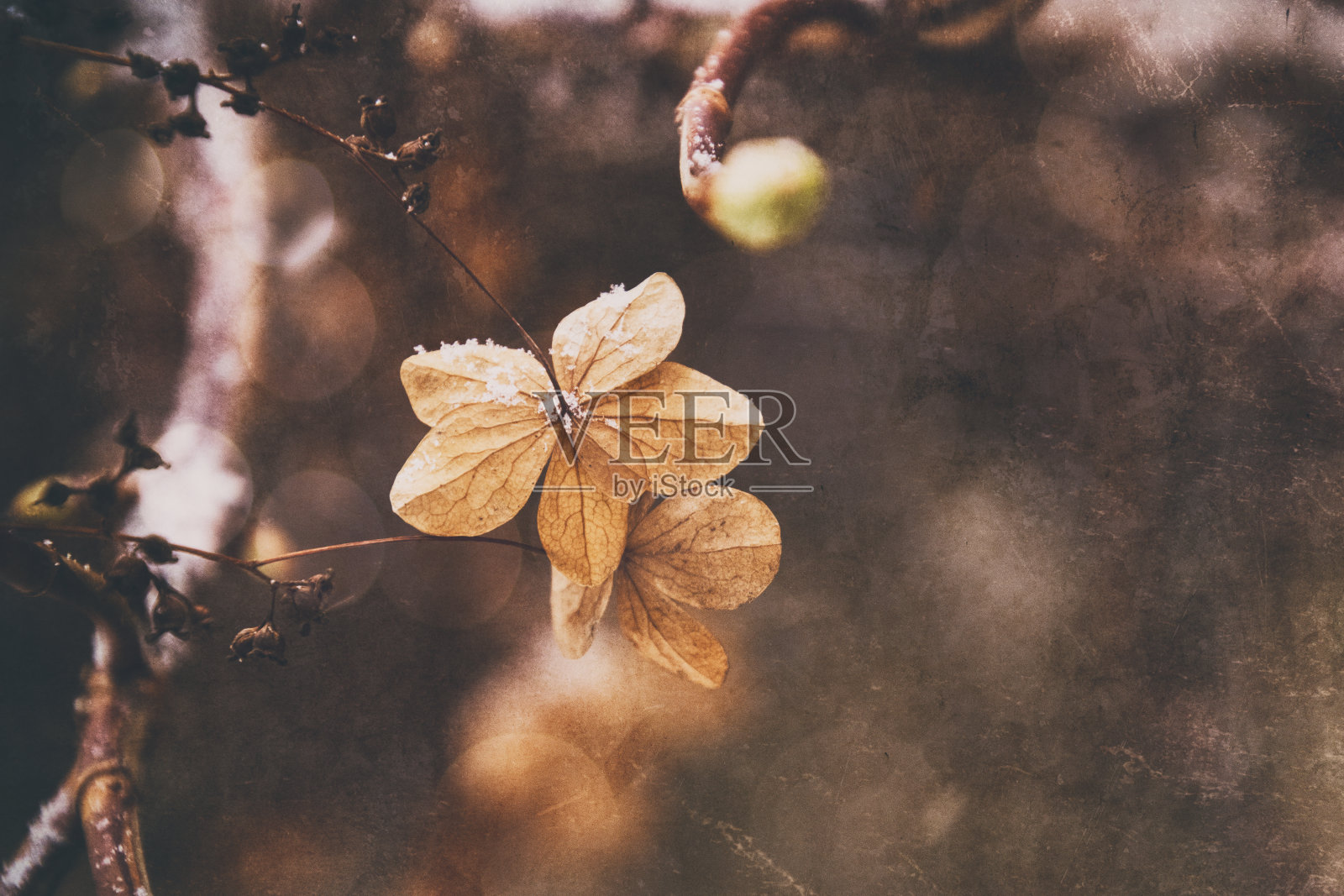花和雪照片摄影图片