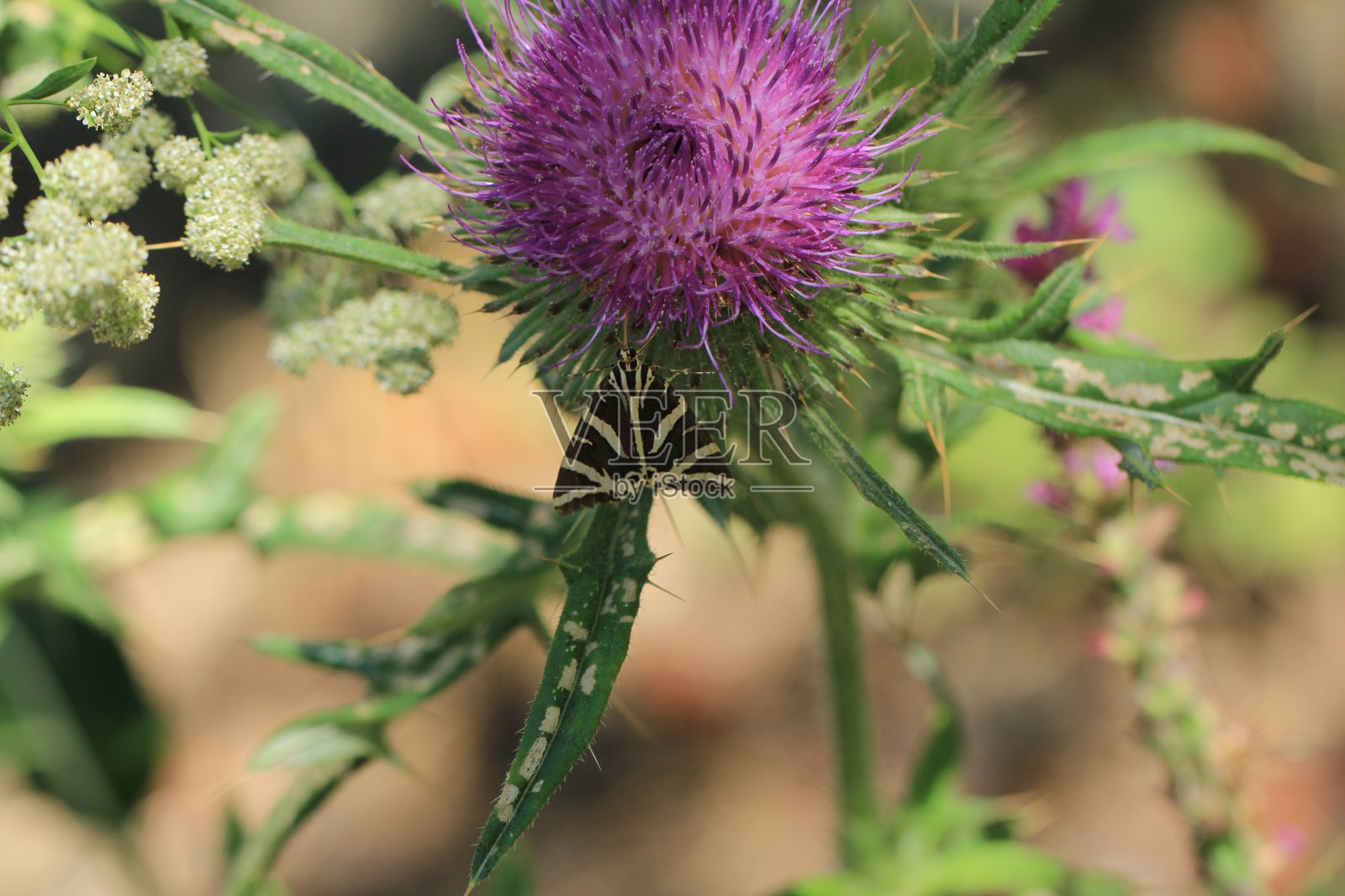 蝴蝶照片摄影图片