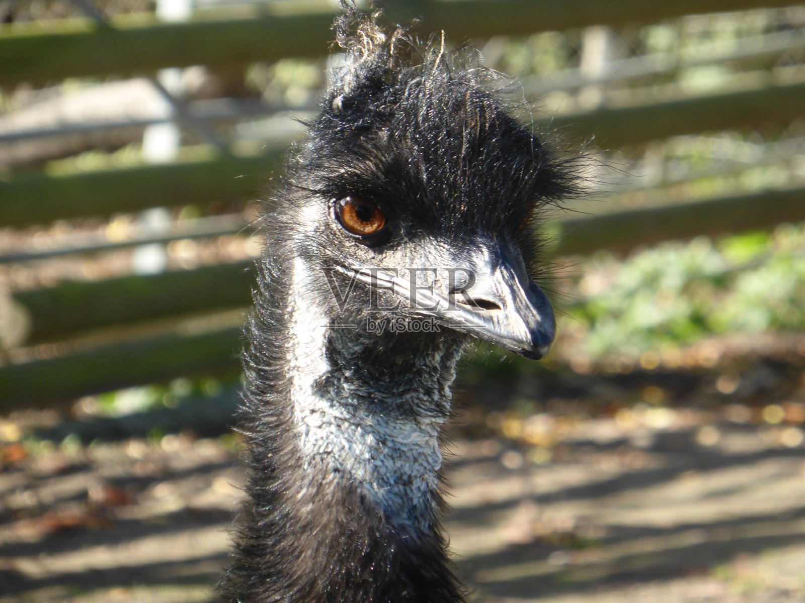 鸸鹋照片摄影图片