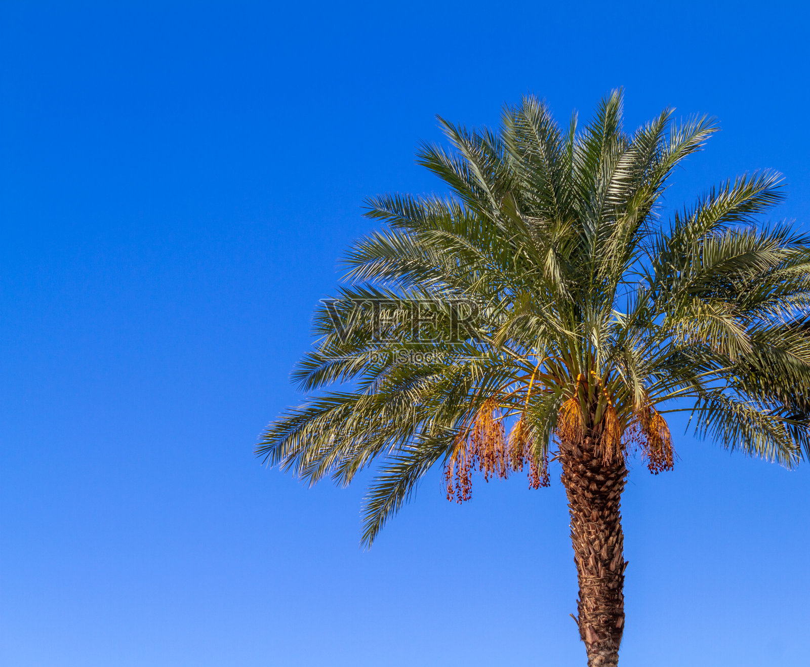 蓝天背景下的椰枣树照片摄影图片