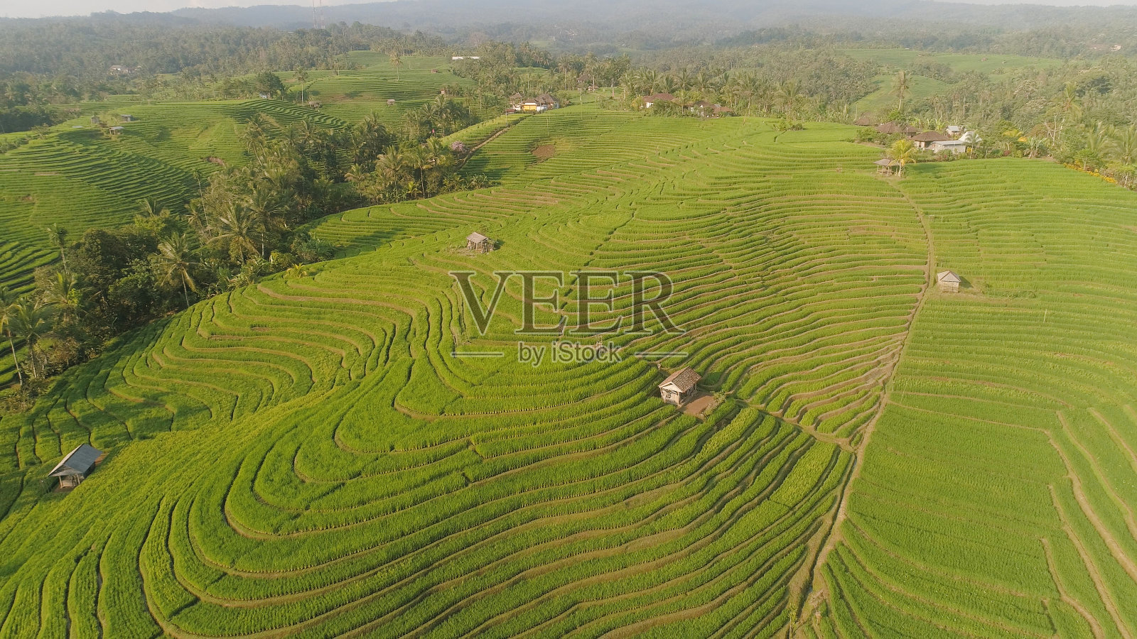在印度尼西亚，稻田和农田照片摄影图片