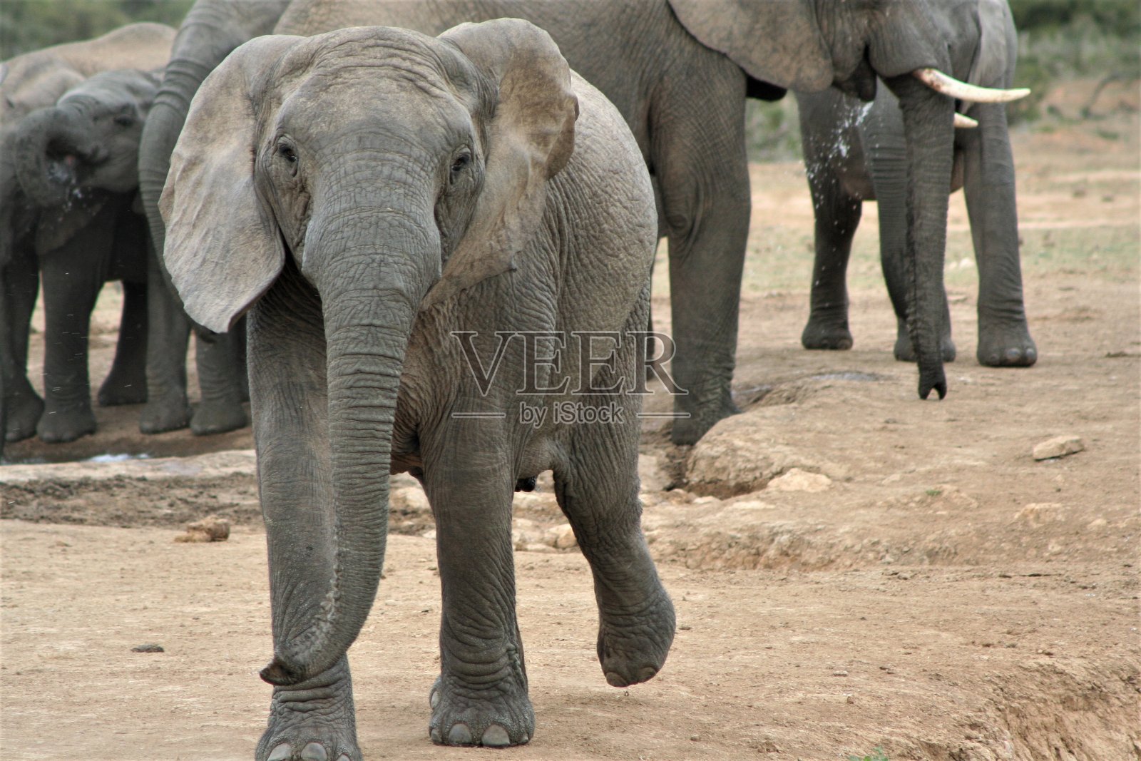 南非的大象照片摄影图片