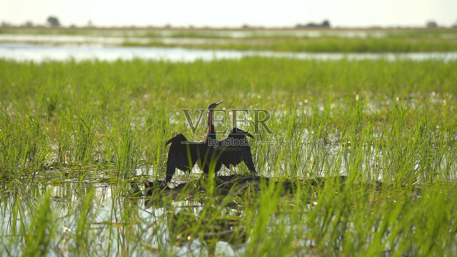 沼泽上的非洲飞镖照片摄影图片