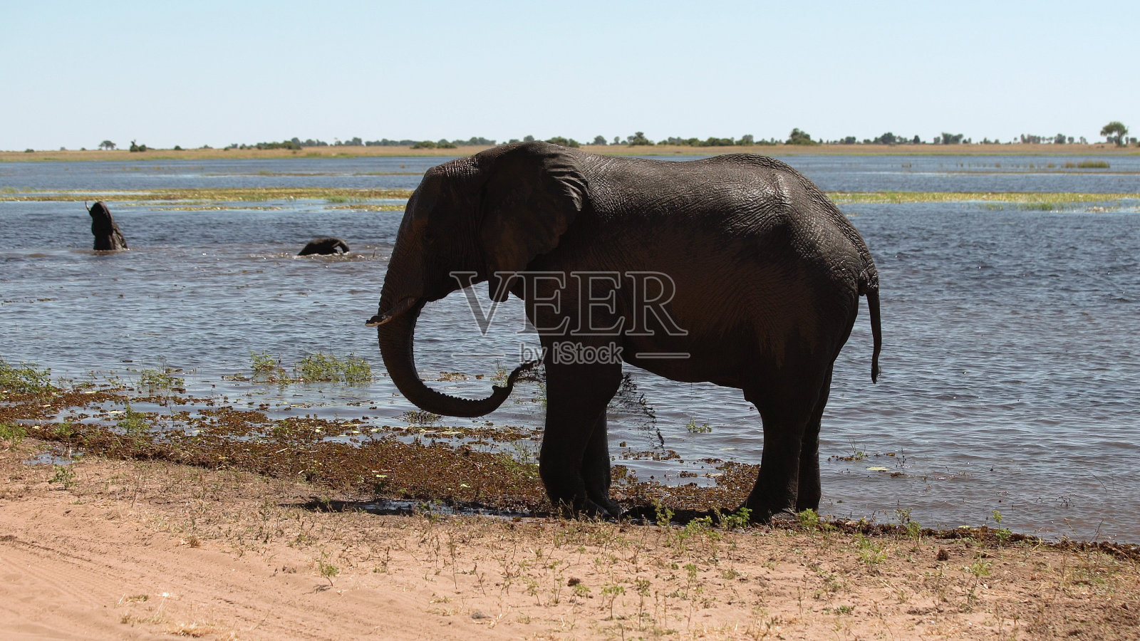 大象在水里玩照片摄影图片