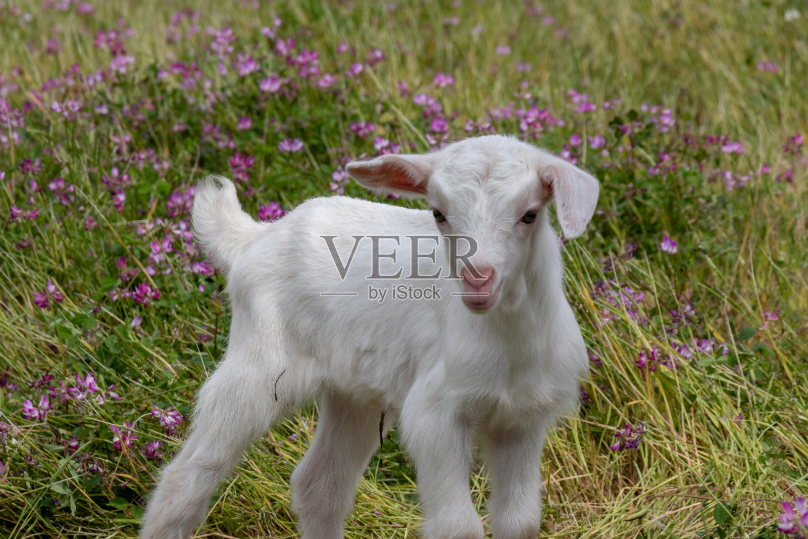 日本千叶县御泷镇的山羊宝宝照片摄影图片