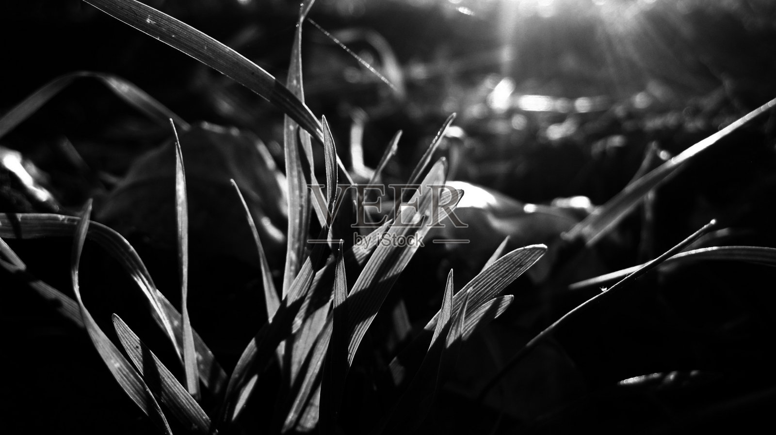 单色。宏和特写。照片摄影图片