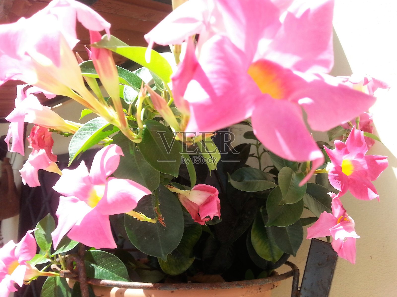 花瓶上插着曼德拉花照片摄影图片