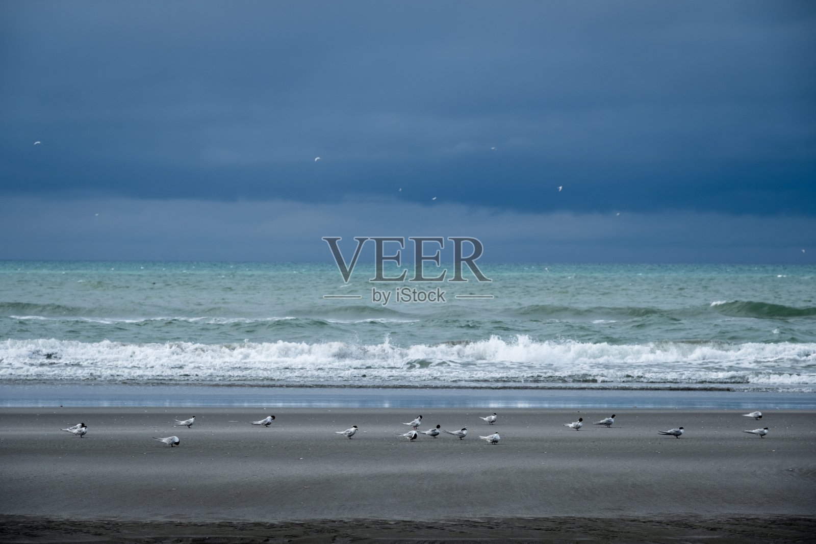 在退潮时可以看到岸上的鸟照片摄影图片