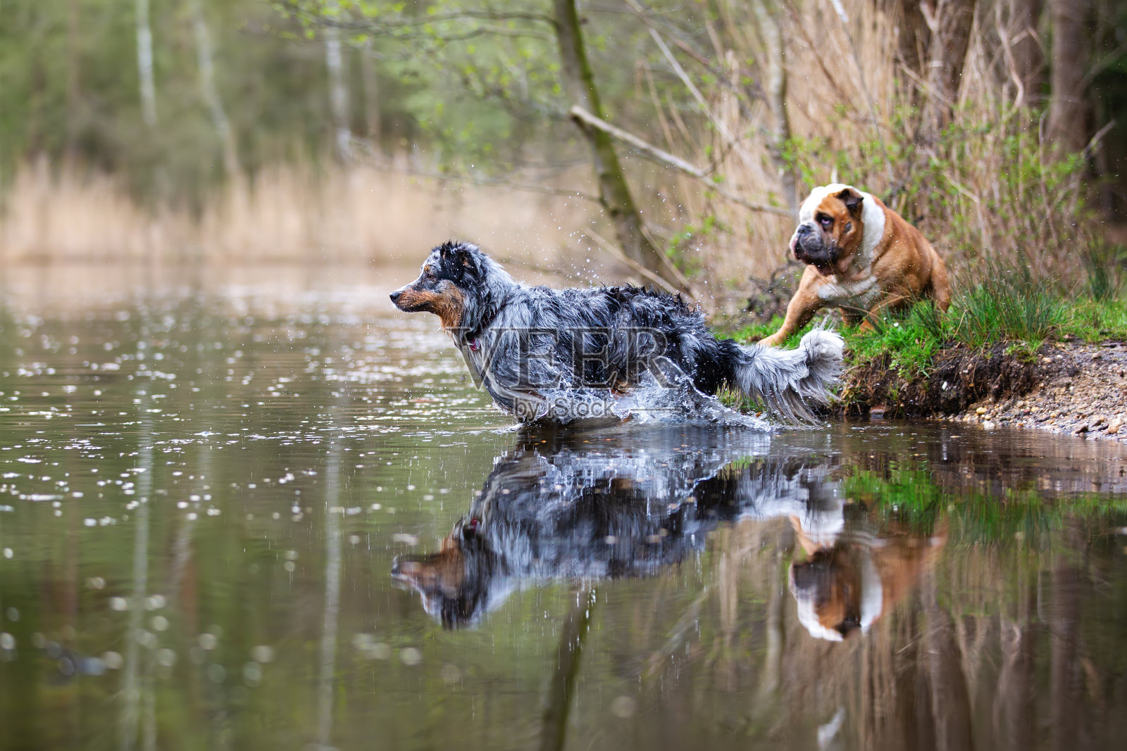 澳大利亚牧羊犬和英国斗牛犬在湖边玩耍照片摄影图片