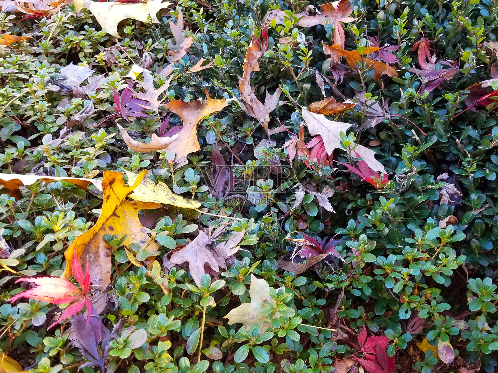 大自然的壁纸(5)照片摄影图片