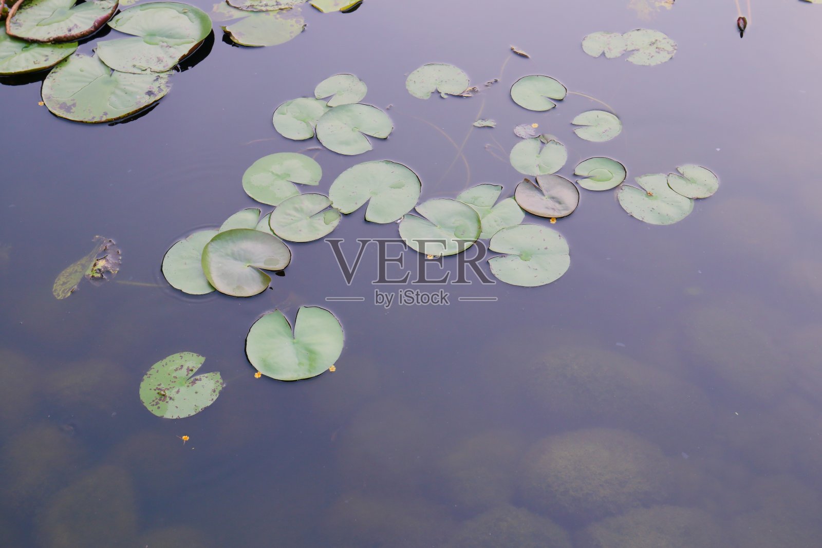 荷叶照片摄影图片