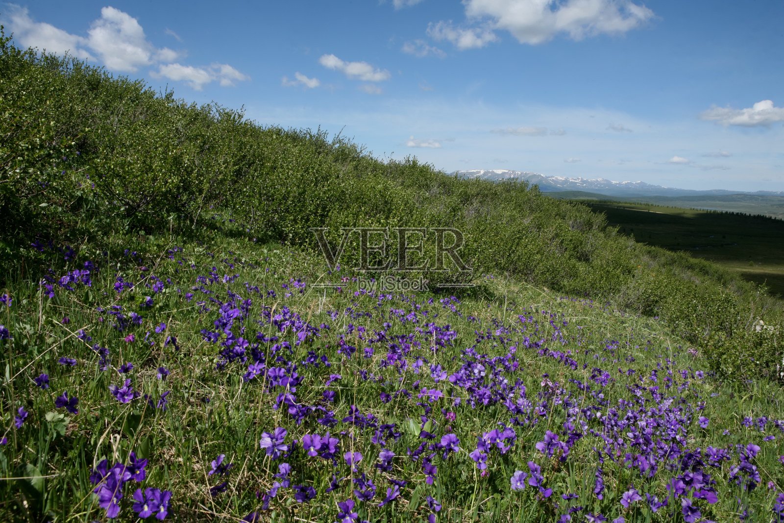 阿尔泰地区俄山地貌照片摄影图片