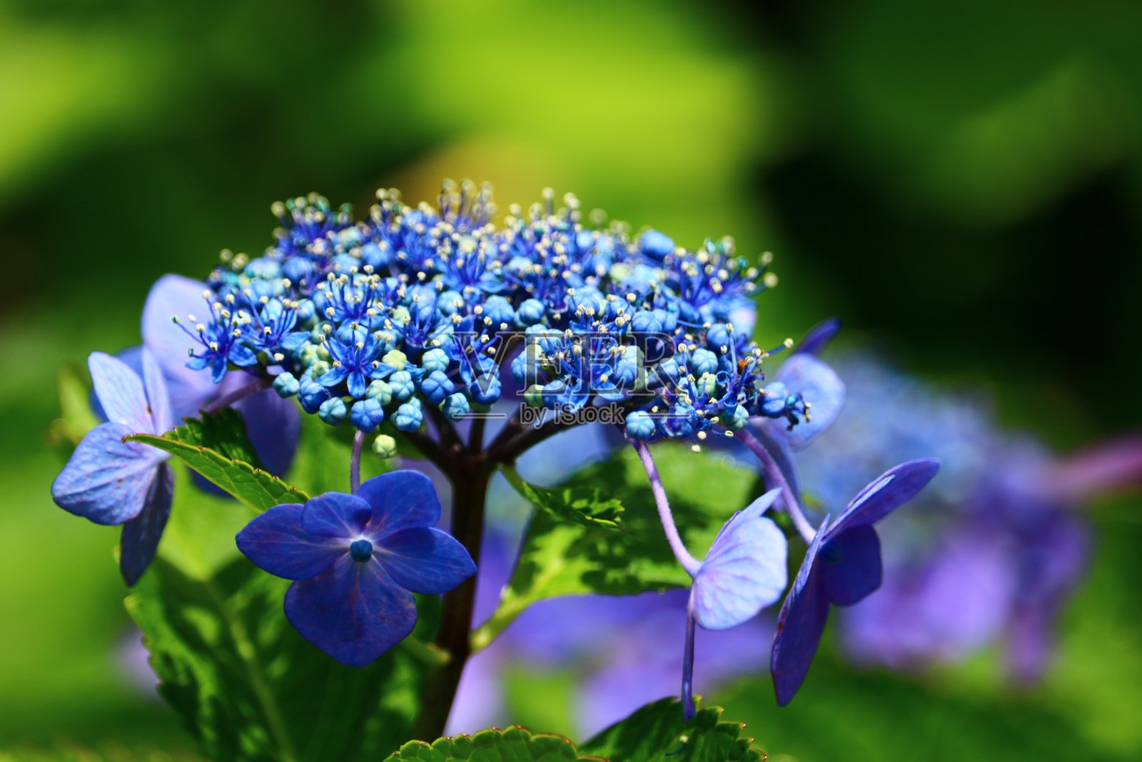 绣球花照片摄影图片