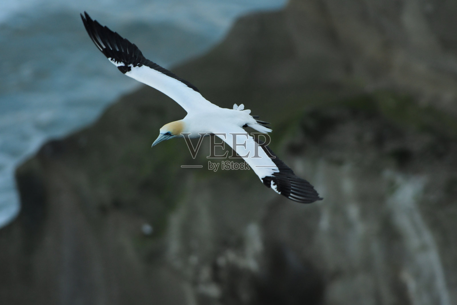 山塘鹅的三叉戟照片摄影图片