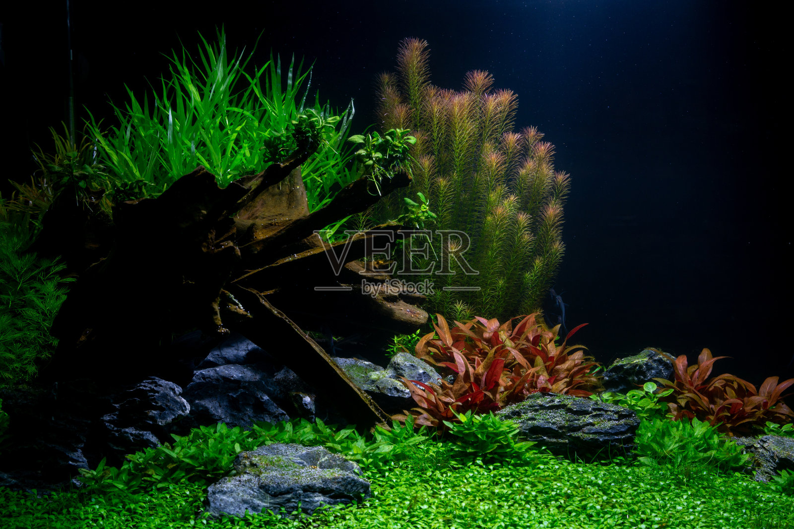 淡水景观水族缸1照片摄影图片