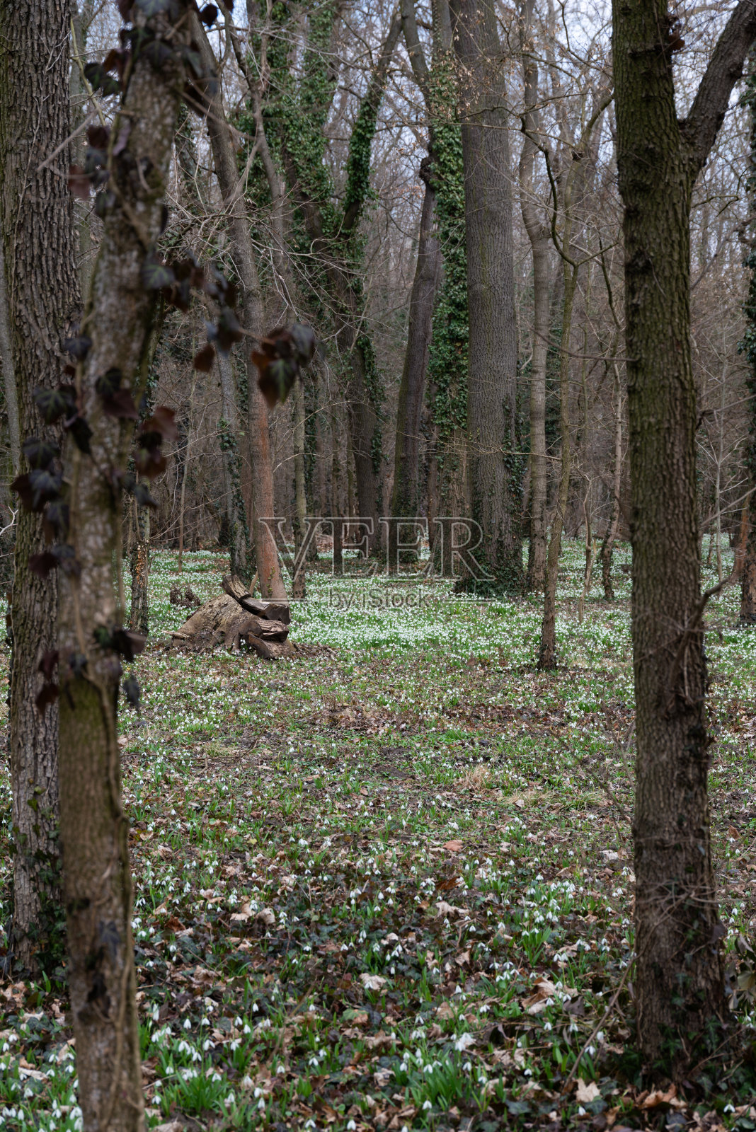 美丽的雪花莲背景照片摄影图片