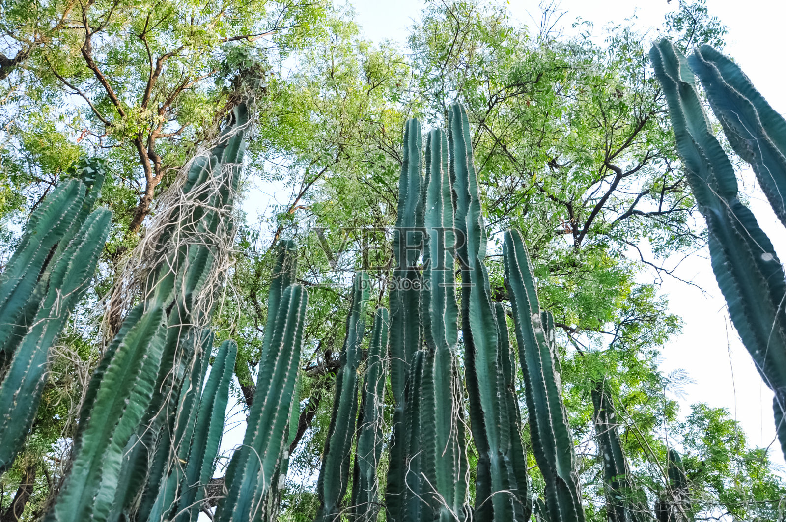 在缅甸有千座宝塔的山谷照片摄影图片
