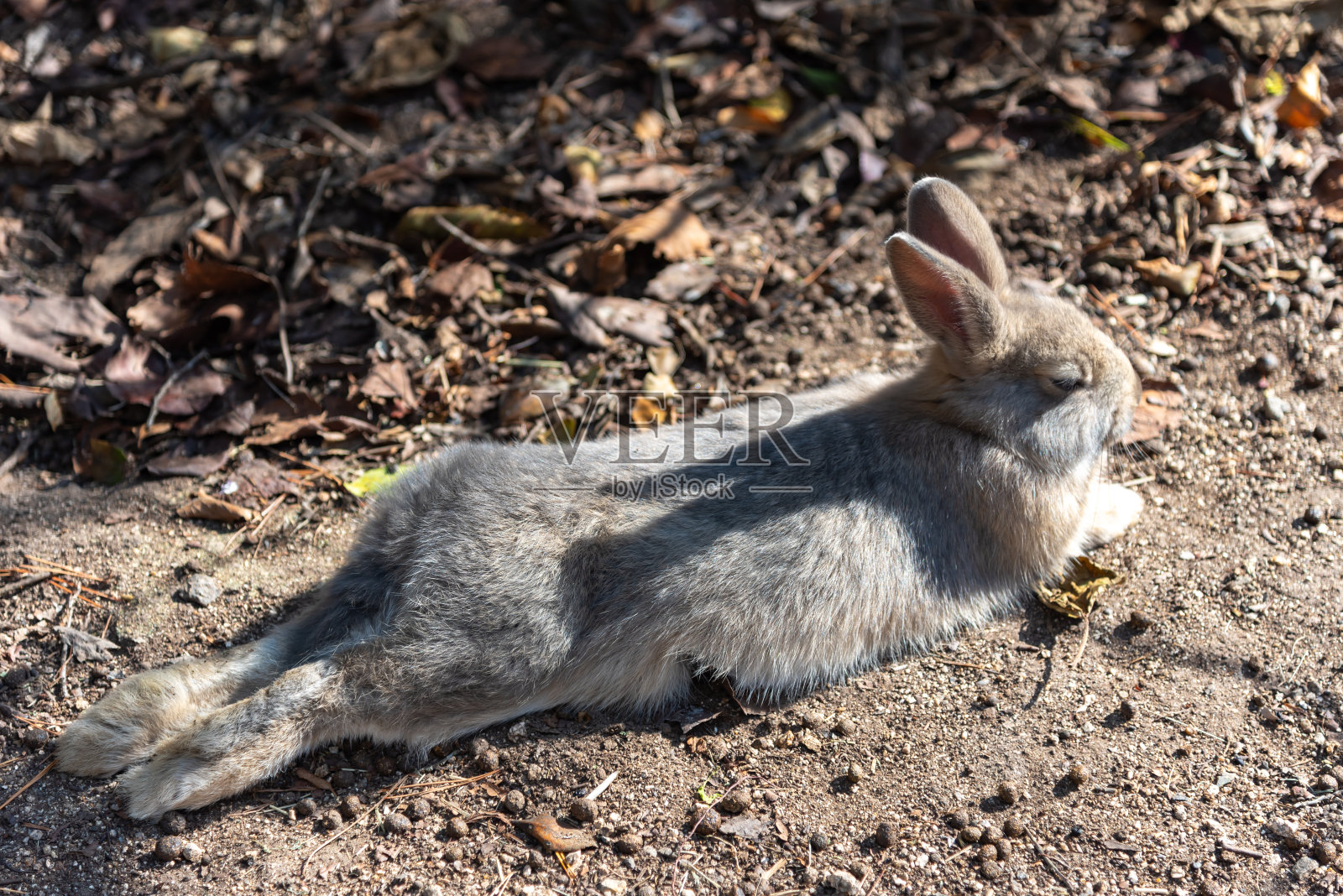 野生兔子照片摄影图片