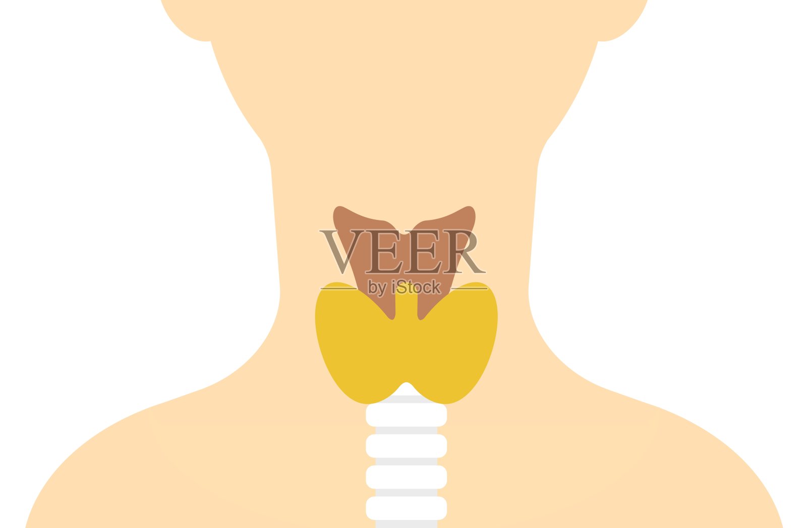 甲状腺的结构。照片摄影图片