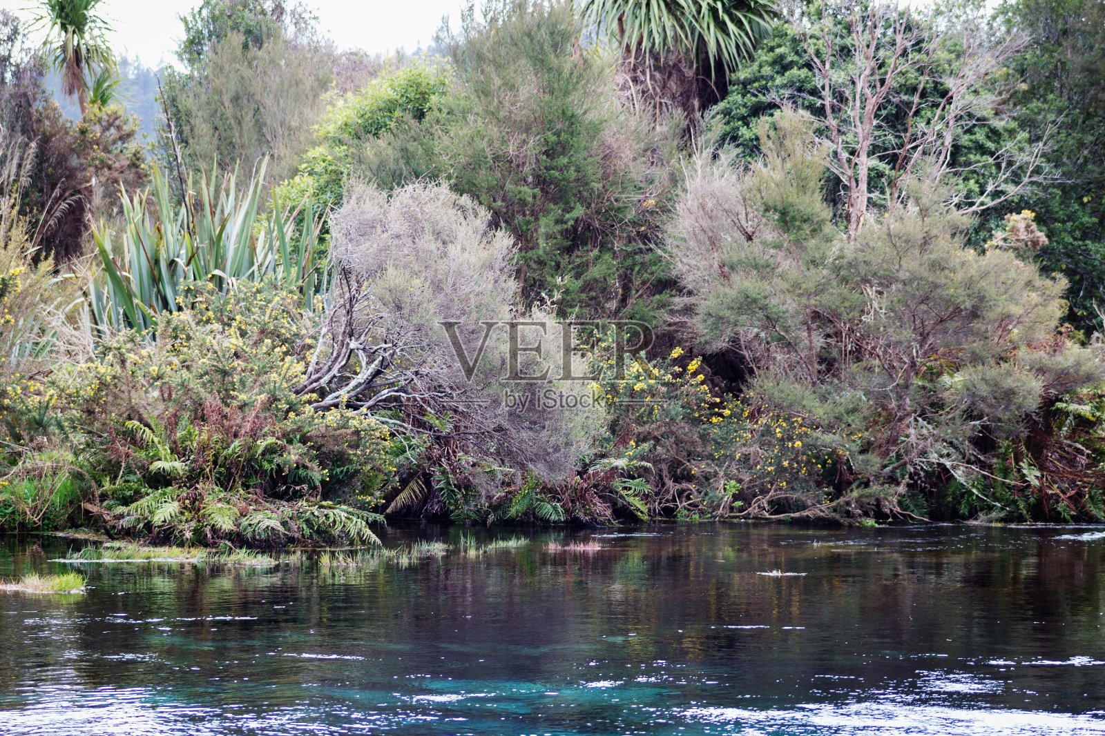 树木和植被生长在清澈的淡水威科罗普温泉周围的景观，新西兰。照片摄影图片