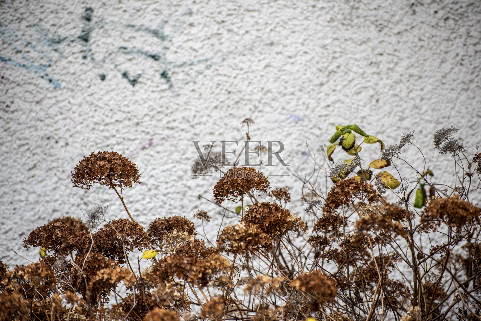 枯死的花在冬天柏林的灰泥墙上。照片摄影图片