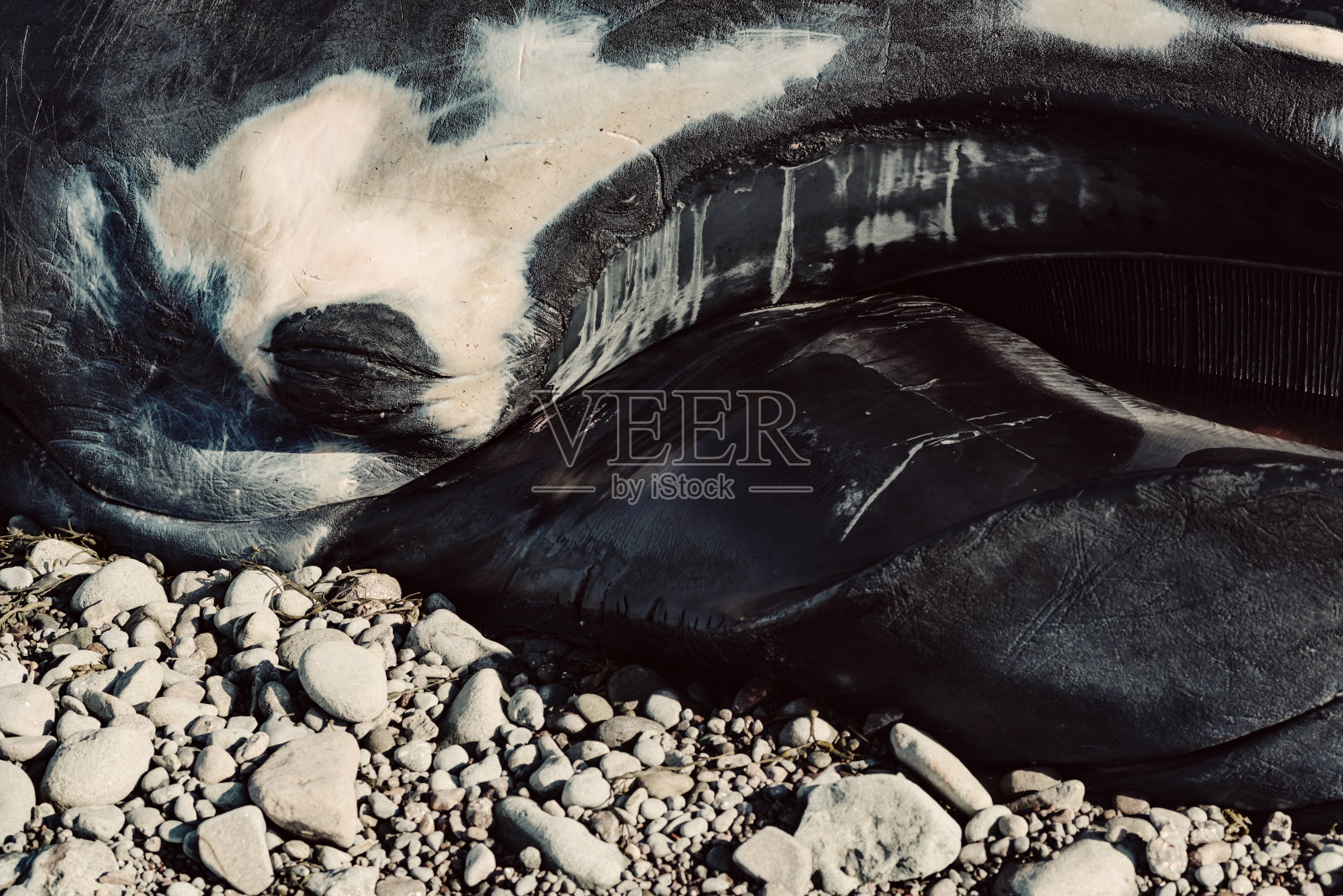 死去的雄性座头鲸照片摄影图片