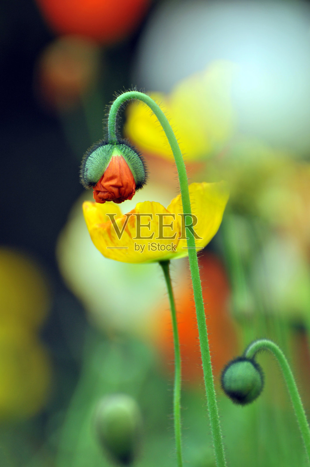 盛开的罂粟花照片摄影图片